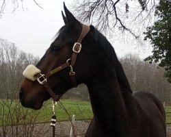 broodmare Daffy Duck (Hanoverian, 2020, from Denver)