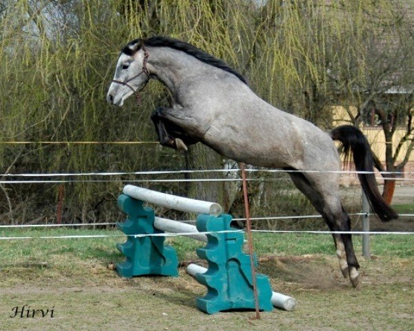 Pferd Hirvi (Trakehner, 2008, von Pamir ox)