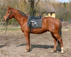 horse Hickory (Trakehner, 2006, from Pamir ox)