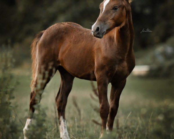 Dressurpferd Constars Bacardi (Deutsches Reitpony, 2023, von Belissimo HS)