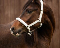 dressage horse Constars Dylan (German Riding Pony, 2019, from Dark Highlight AT)