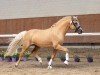 Deckhengst Constars Goldfever (Deutsches Reitpony, 2017, von Golden West NRW)