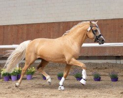 dressage horse Constars Goldfever (German Riding Pony, 2017, from Golden West NRW)