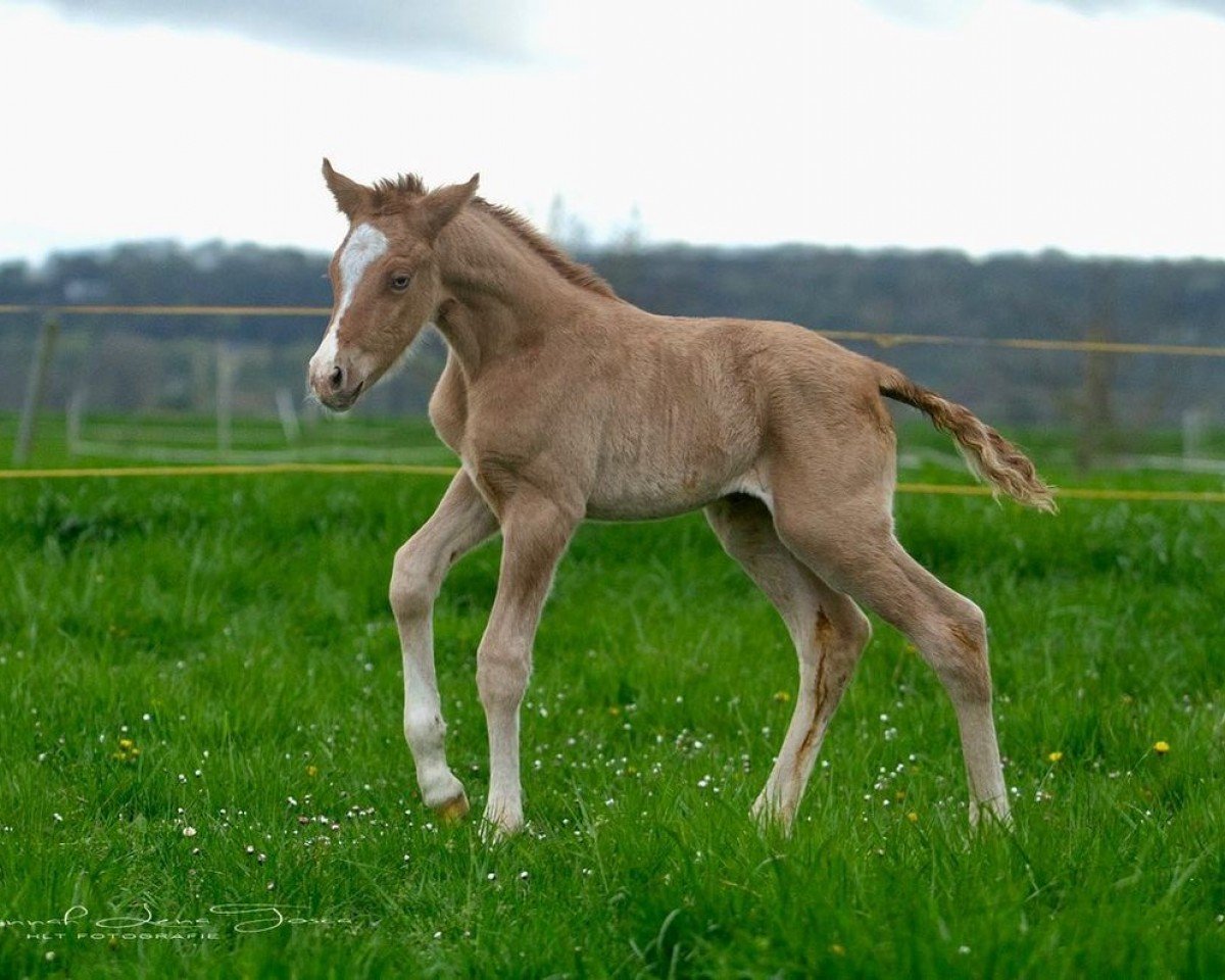 dressage horse HLT Ginny Weasley (German Riding Pony, 2024, from FS Next Diamond)
