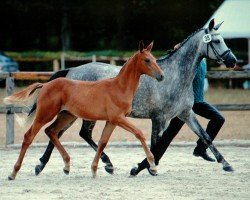 dressage horse Herold (Trakehner, 2018, from Edmonton)