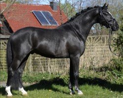 stallion Night Sky JF (German Riding Pony, 2018, from Nashville JF)