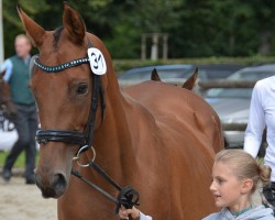 horse Varite (Trakehner, 2009, from Pamir ox)