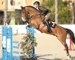 Deckhengst Nestor de Mariposa (Belgisches Warmblut, 2013, von Elvis Ter Putte)