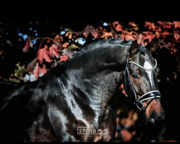 dressage horse FinnTastic 2 (German Warmblood,  , from Finnigan 8)