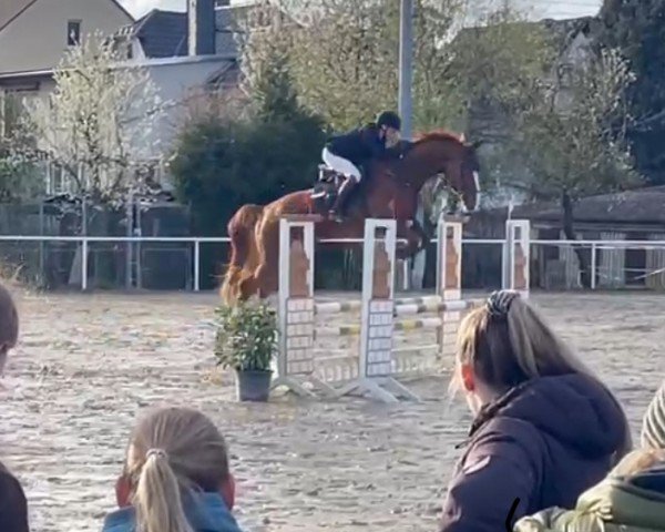 dressage horse Dagobert Donnerknall (Hanoverian, 2016, from Dancier)