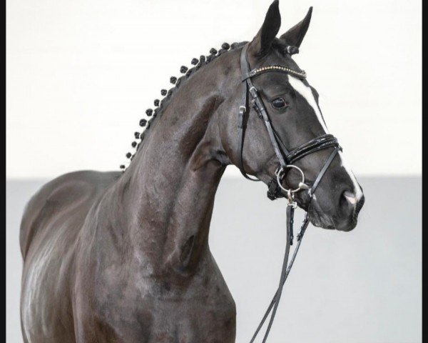 dressage horse Feiner Prinz (Hanoverian, 2018, from Fuechtels Floriscount OLD)