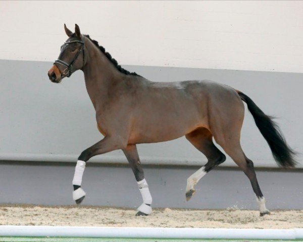 dressage horse Sweet Kiss (Hanoverian, 2018, from Secret)