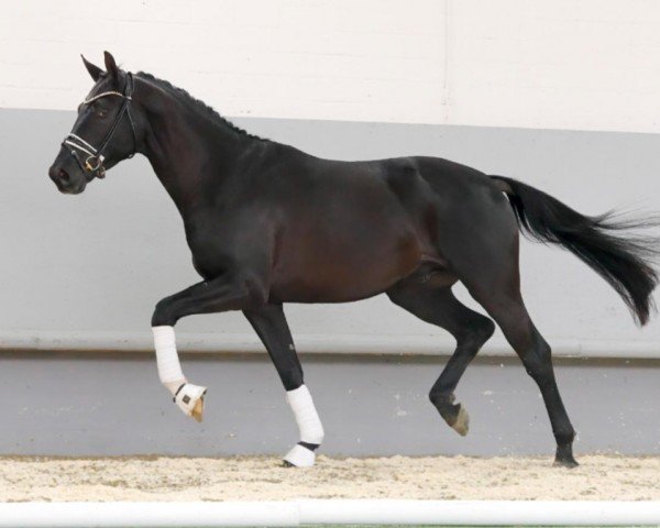 dressage horse Finanzkuppler's Dance Monkey (Hanoverian, 2018, from De Niro Gold 3)