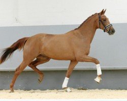 dressage horse Salomon Simply Special (Westphalian, 2018, from Sir Heinrich OLD)