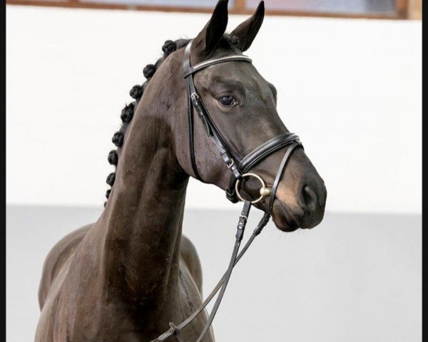 dressage horse Fürstenglanz (Hanoverian, 2018, from Fürstenball)