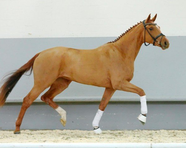 dressage horse Zayid (Oldenburg, 2018, from Blue Hors Zackerey)