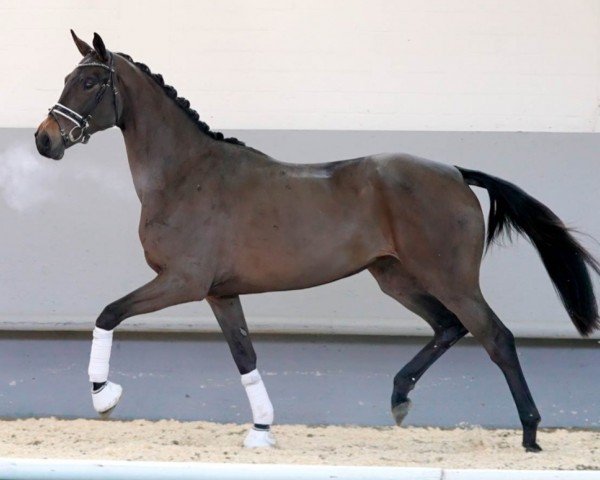 dressage horse Quintaya (Westphalian, 2018, from Quantensprung 3)