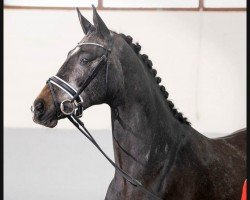 dressage horse Bianco Classico (Westphalian, 2018, from Callaho's Benicio)