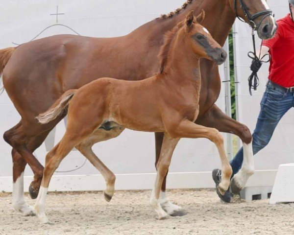 dressage horse Victorinox SD (Westphalian, 2023, from Vaderland OLD)