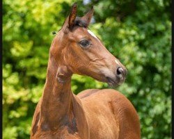 dressage horse Duke (Westphalian, 2023, from Diamantenglanz)