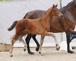 dressage horse Falanghina (Westphalian, 2023, from Fanegro)