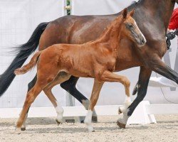 dressage horse Viva's Diamond (Westphalian, 2023, from Vitalis)