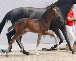 dressage horse Hengst von Franziskus / Sandro Hit (Westphalian, 2023, from Franziskus FRH)