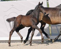 Springpferd Diabolo Blue OV (Westfale, 2023, von Diarado)