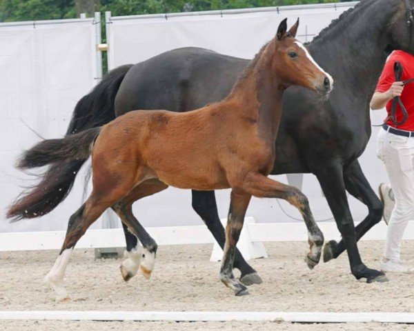 dressage horse Benicia (Westphalian, 2023, from Be my Dancer)