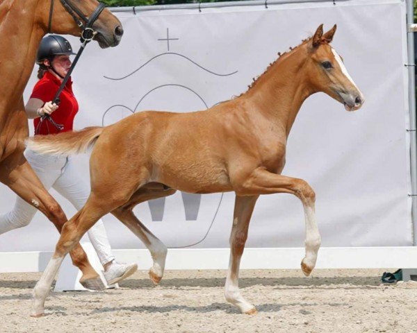 dressage horse Stute von Zoom / Escolar (Westphalian, 2023, from Zoom)