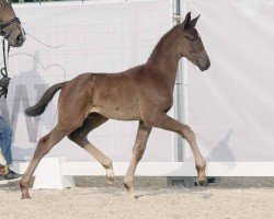 Dressurpferd Dance for all (Westfale, 2023, von Glock's Dream Boy)