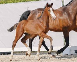 Springpferd Hableur (Westfale, 2023, von Hickstead Blue)