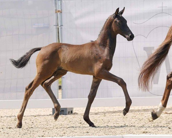 dressage horse Majestro (Westphalian, 2023, from Morricone)