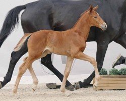 dressage horse Sempre Carina (Westphalian, 2023, from San To Alati FRH)