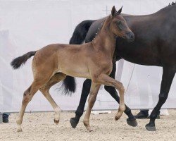 dressage horse Sunshine (Westphalian, 2023, from Santos)