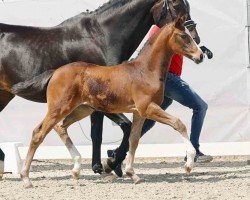 dressage horse Zahina (Westphalian, 2023, from Zoom)