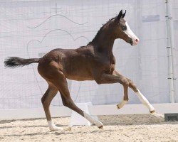 dressage horse Ibiza's Sun (Westphalian, 2023, from Asgard's Ibiza)