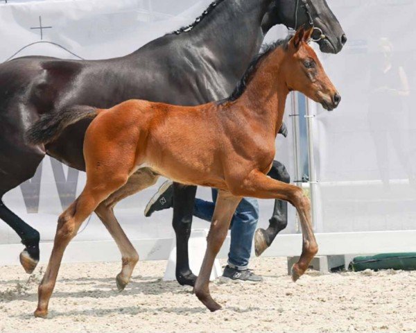 dressage horse Flair (Westphalian, 2023, from Flashdancer)