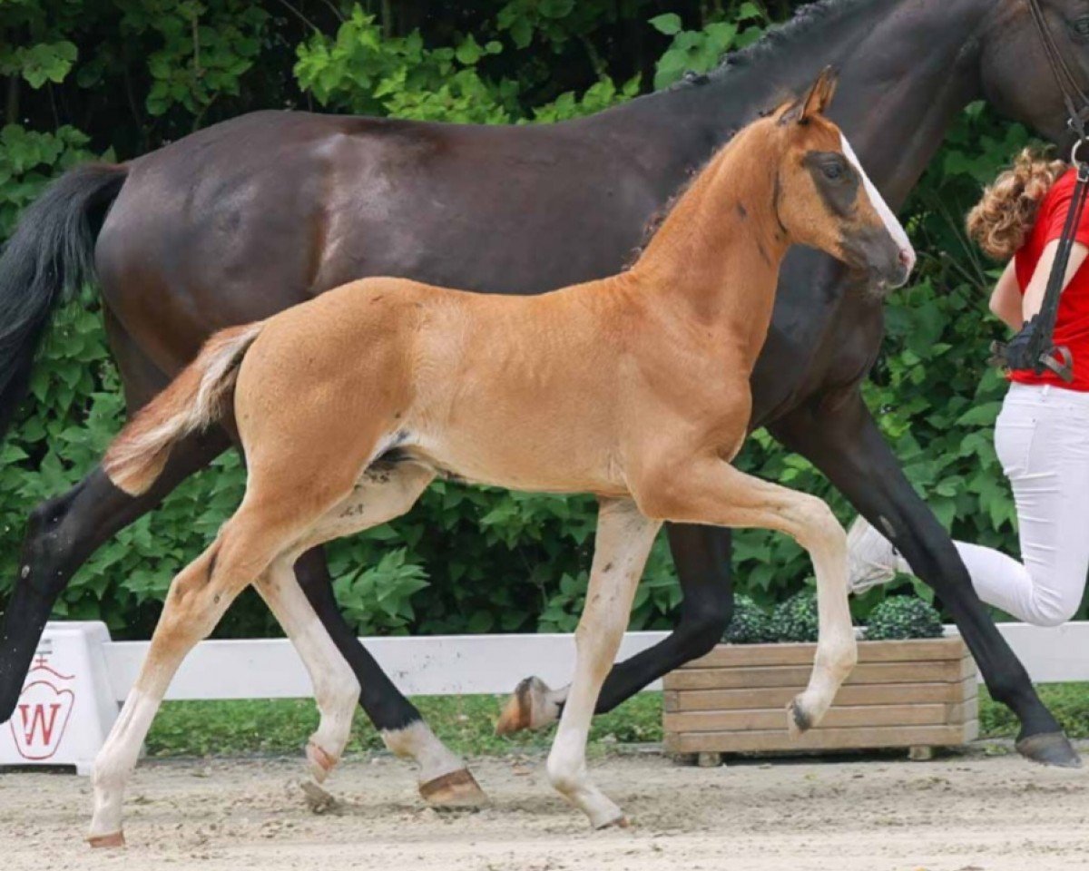 dressage horse Hengst von Ibiza Dream / Finest (Westphalian, 2023, from Ibiza Dream)