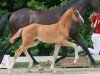 Dressurpferd Hengst von Ibiza Dream / Finest (Westfale, 2023, von Ibiza Dream)