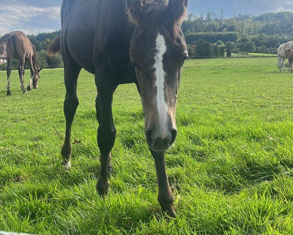 Springpferd I'm Coco Chanel (Holsteiner, 2023, von I'm Special de Muze)