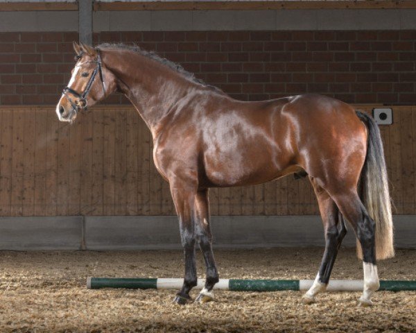 stallion Erbe (Rhinelander, 2017, from Escolar)