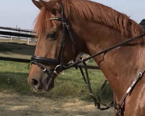 Springpferd Ballito-Manor (Deutsches Reitpony, 2004, von Brillant's Golden Boy)