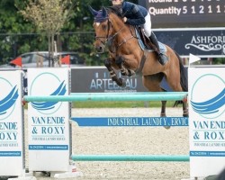 jumper Wetric van Beek (KWPN (Royal Dutch Sporthorse), 2003, from Great Pleasure)