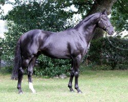 stallion Rock of Romance xx (Thoroughbred, 2010, from Rock Of Gibraltar xx)