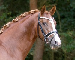 stallion Daddy's Best (German Riding Pony, 2013, from FS Daddy Cool)