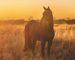 Springpferd Kalixtus W (Trakehner, 2016, von Hirtentanz 2)