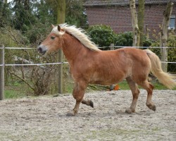 broodmare Mardita (German Riding Pony, 1995)