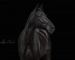 dressage horse Lorbas 262 (unknown, 2004)