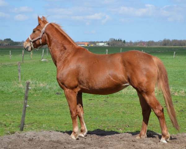 horse Mayte (German Riding Pony, 1999, from Kaiser Konrad)